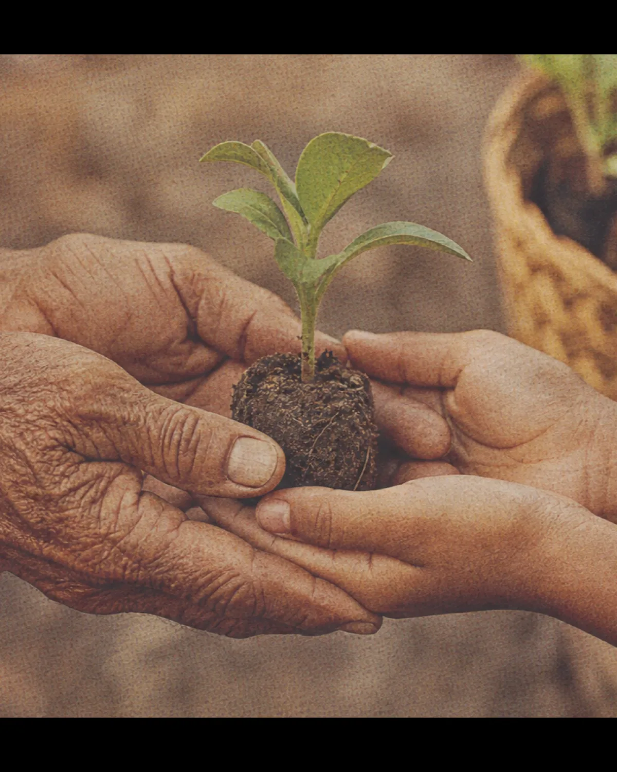 Elder and young hands passing a tree seedling, vintage archival print