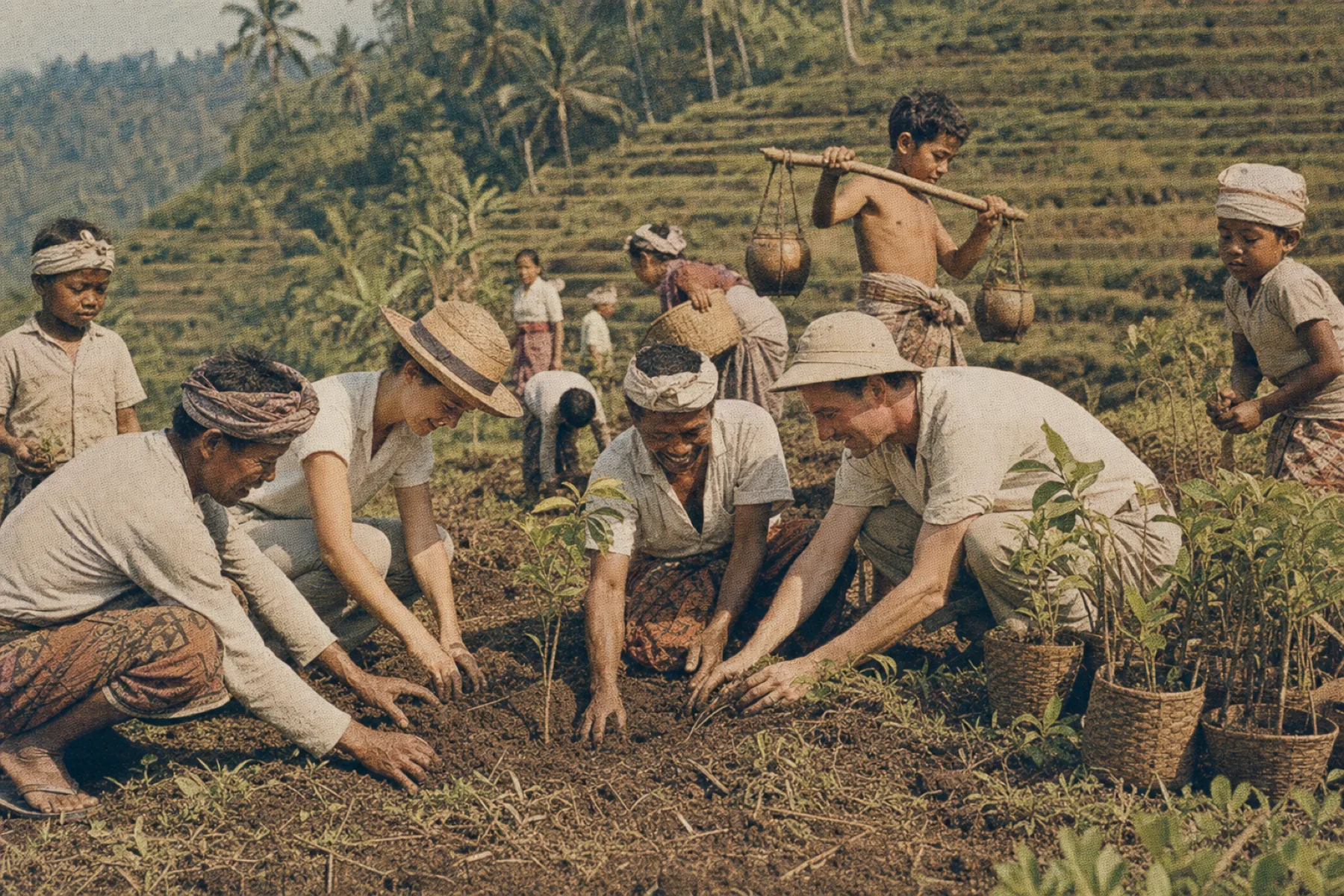 Visitors and Balinese farmers planting saplings together on a terraced hillside, vintage archival print